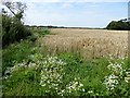 Wheat field outside Roseacre in PR4 3XE