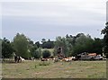 Cattle sitting among dead trees in Faulkbourne