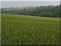 Farmland, Winterslow in SP5 1QF