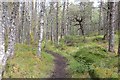Path, Rannoch Forest in PH17 2QR