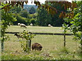 Sheep in the sunshine near Stone Pit Lodge in PE8 5HX