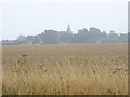 Pagham church tower seen across field from footpath in PO21 4NP
