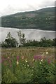 Replanted forestry, Loch Tay in PH15 2PQ
