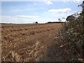 Harvesting, south of Beccles in NR34 9XP