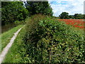 Towpath along the Trent & Mersey Canal in DE72 2BR