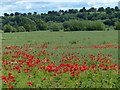Field of poppies next to the Trent & Mersey Canal in DE72 2BR