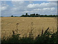 Crop field off Meppershall Road in SG5 3PE