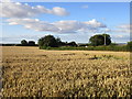 Wheat field and Riggs Farm in YO25 9SB