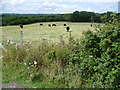 Cattle next to Penhurst Lane in TN33 9BF