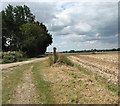 Crop fields north of Martham in NR29 4PZ