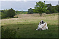 Livestock field, Farnham Park in GU9 9QH