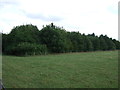 Grazing and woodland, Henlow in SG16 6BU
