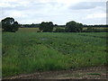 Crop field north of Henlow in SG17 5HD