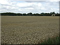 Crop field off Hill Lane in SG18 0NA