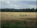 Crop field towards the A1 in SG19 1PE