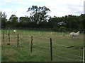 Grazing, Bridge Farm in SG19 1LQ