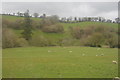 Sheep grazing in the Brue Valley in BA10 0BT