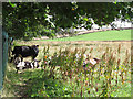Cows with calves in the shade in BD13 3SH