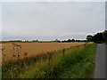Wheat field ready for harvesting, near Nedging Tye in Nedging Tye