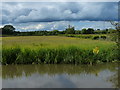 Fields next to the Trent & Mersey Canal in Willington and Findern Ward
