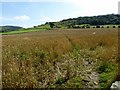 Footpath through a wheat field in LA2 8BP