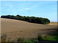 Ripening wheat and Minsden Chapel Plantation in SG4 7RZ