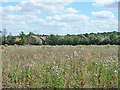 Houses across a field of thistles, North Weald Bassett in North Weald Bassett