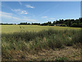 Wheat field, Chittering in CB25 9PW