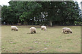 Sheep near The Old Vicarage, Assington in CO10 5LF