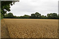 Wheat field near Harrow Street, Leavenheath in CO6 4PU
