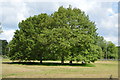 Oak trees, Penshurst Park in TN11 8BH
