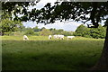 Cattle, Penshurst Park in TN11 8BH