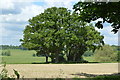 Clump of trees, Penshurst Place in TN11 8BH