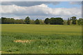 Field of wheat, Penshurst Park in TN11 8HX