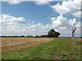 Crop fields beside Church Road in NR29 5JS