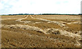 Recently harvested wheat field in NR29 5JS