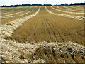 Harvested wheat field, Repps in NR29 5JS