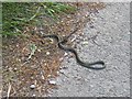 Grass Snake on Shaw-wall Lane in ST10 2HR