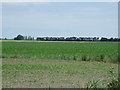 Crop field off Branch Bank in CB7 4UP