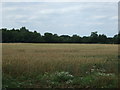 Crop field off Thornham Road in IP26 4RQ