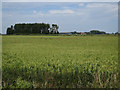 Barley field, Fidwell Fen in CB25 9LR