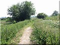 Section of the Stour Valley Walk through Stodmarsh nature reserve in CT3 4DA