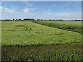 Barley field, Fidwell Fen in CB7 5ZR