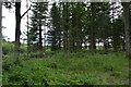 Bracken and conifers in TN11 8HX