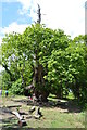 An ancient Chestnut tree, Penshurst Park in TN11 8HX