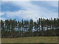 Forestry near Dalnamein in PH18 5UL