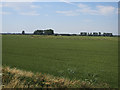 Wheat field, Fidwell Fen in CB7 5ZR