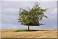 East Devon : Grassy Field & Tree in EX1 3YE