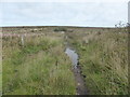Boggy track on Lady Downs in TR20 8LL