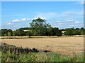 Tree across a stubble field in SG9 0DP